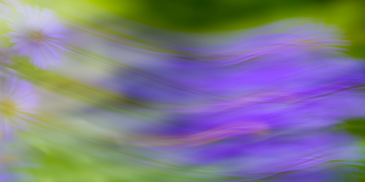 Flower Power | 40x20