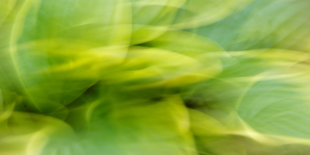 Liberty Hosta | 40x20