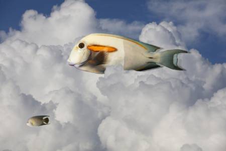 Cloud Fish