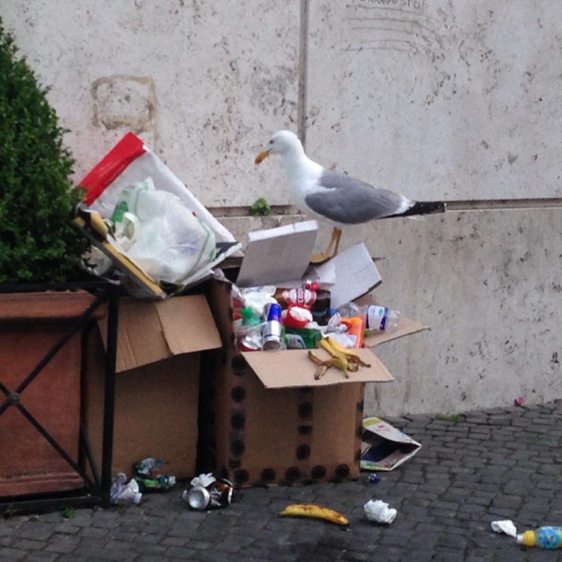 seagull-scavenges-in-vatican-city